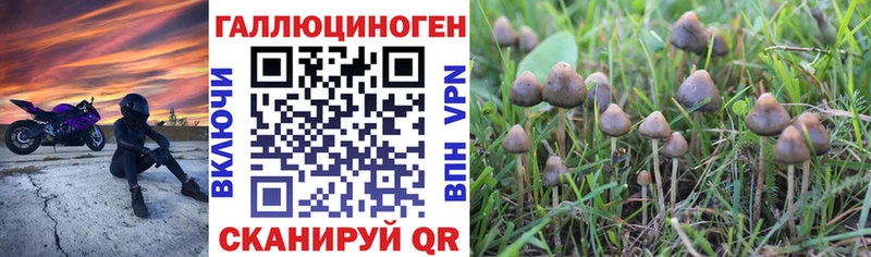 Галлюциногенные грибы Psilocybe  Велиж 